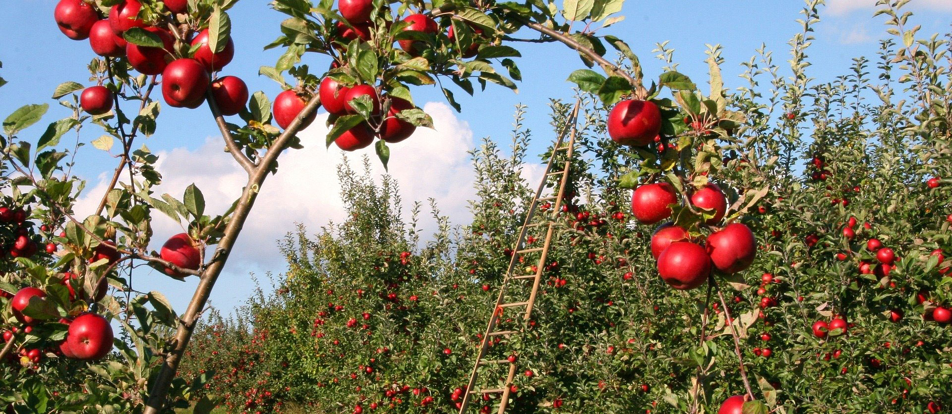 BANDO PROGETTI DI FILIERA ORGANIZZATA